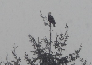 Sunday Snow Eagle